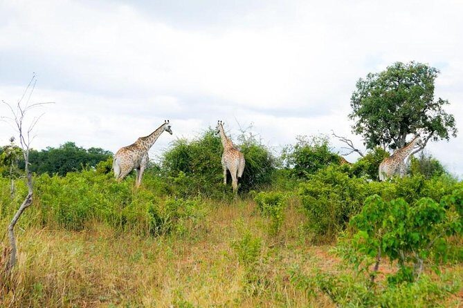 Chobe Day Trip in Botswana - Introduction to the Chobe Day Trip