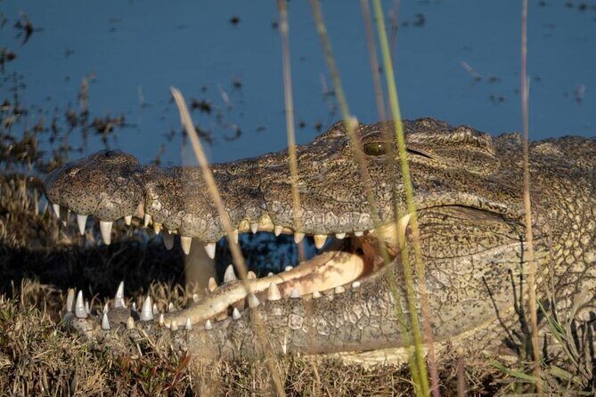 Chobe Day Trip in Botswana - Authentic Experiences Based on Reviews