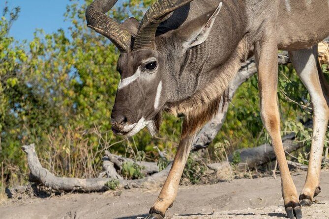 Chobe Day Trip in Botswana - Final Thoughts: Is This Tour for You?