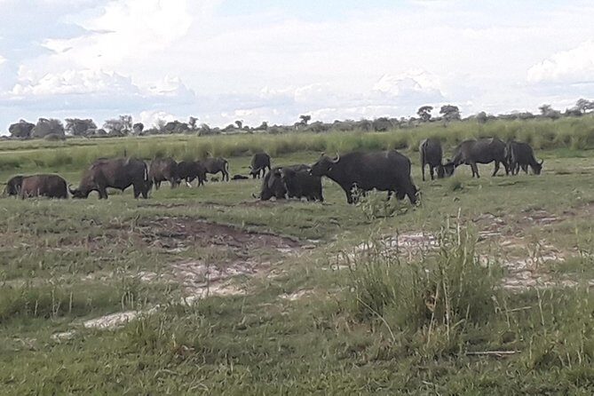 Chobe Day Trip Starting From Victoria Falls - Key Points