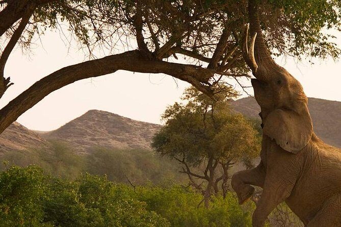 Chobe Day Trip Starting From Victoria Falls - Exploring the Itinerary in Detail