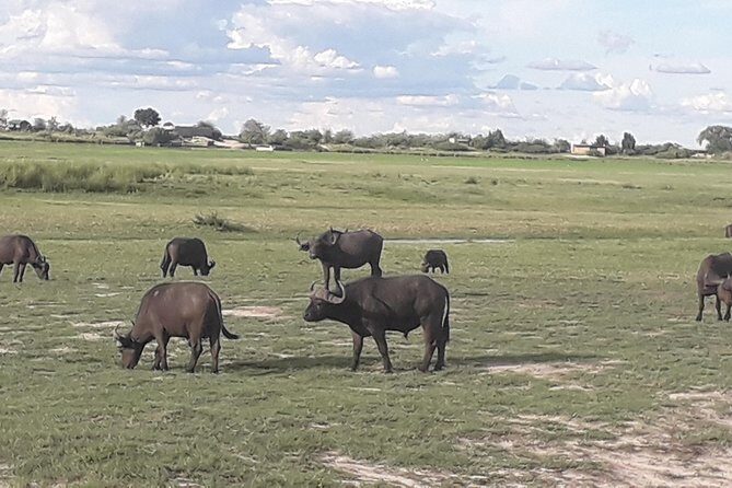 Chobe Day Trip Starting From Victoria Falls - FAQ