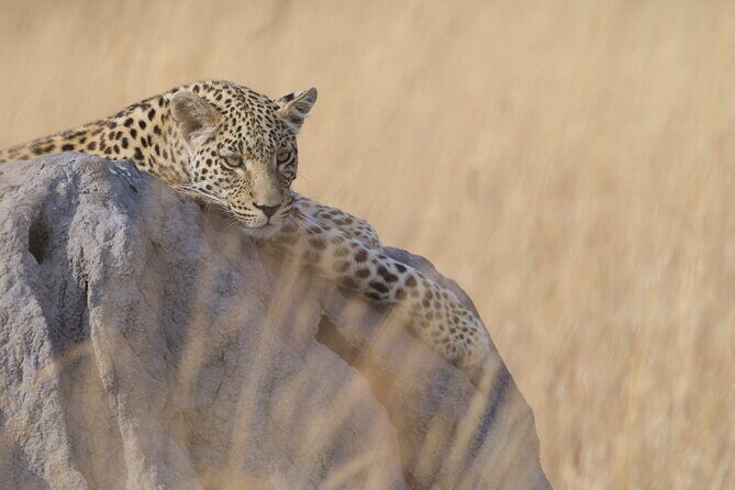 Chobe Extended Day Trip from Victoria Falls - Small Group - Key Points