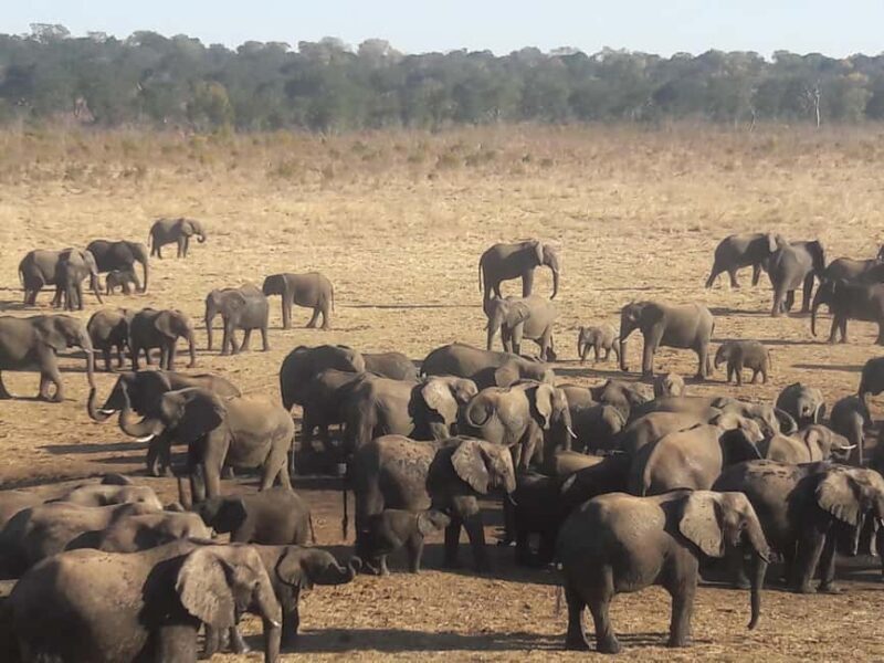 Chobe Extended Day Trip - Key Points