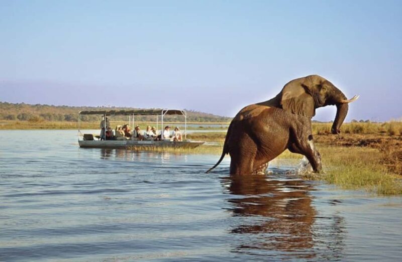 Chobe Full Day Safari and Boma Dinner from Victoria Falls - An In-Depth Look at the Full-Day Safari and Boma Dinner Tour