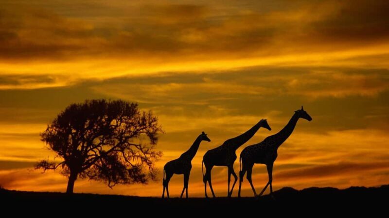 Chobe Full Day Safari from Livingstone - Key Points