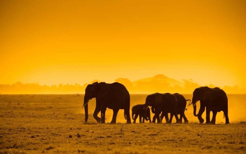 Chobe Full Day Safari from Livingstone - What To Expect & Practical Tips