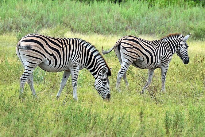 Chobe Full Day Safari From Victoria Falls - Practical Tips for Making the Most of Your Safari
