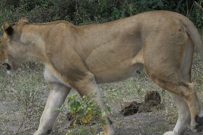 Chobe Full Day Safari Trip - Wildlife Sightings & Guides: Authentic Encounters