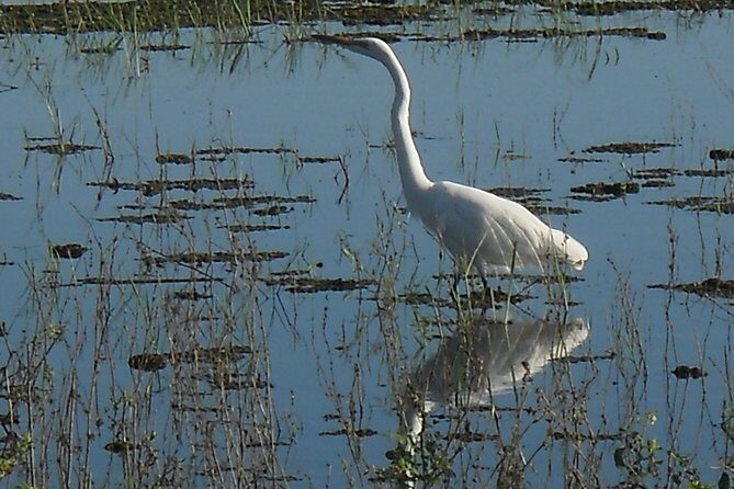 Chobe Full Day Safari Trip - Practical Tips & Considerations