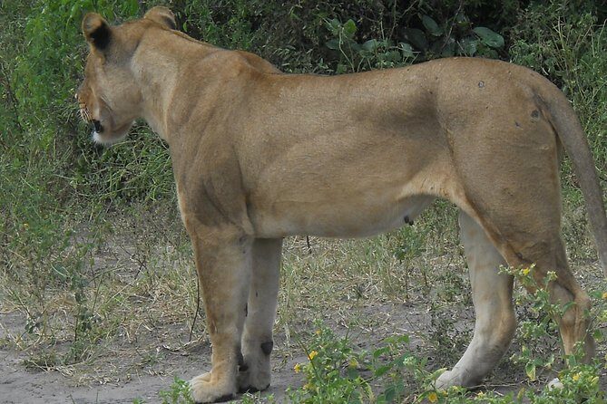 Chobe Full Day Safari Trip - Who Will Love This Trip?
