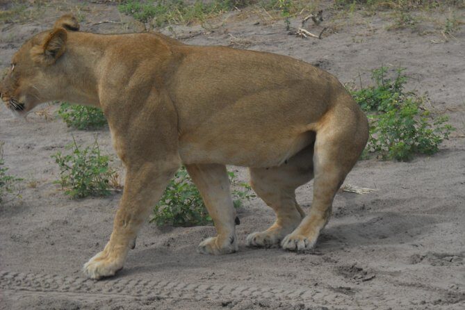 Chobe Full Day Safari Trip - The Sum Up