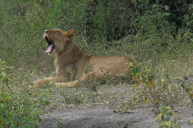 Chobe Full Day Safari Trip - FAQ