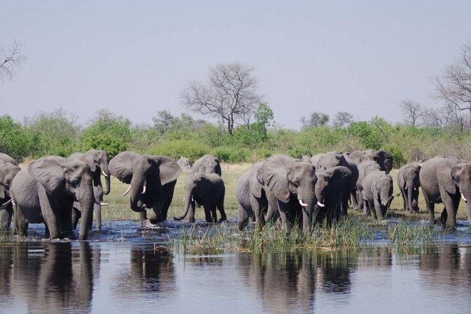 Chobe Full Day Safari Trip - Key Points