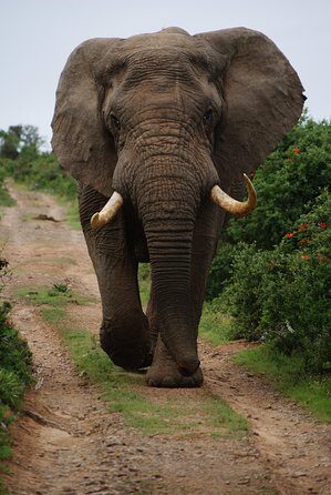 Chobe Full Day Safari Trip - What to Expect from the Chobe Full Day Safari Trip