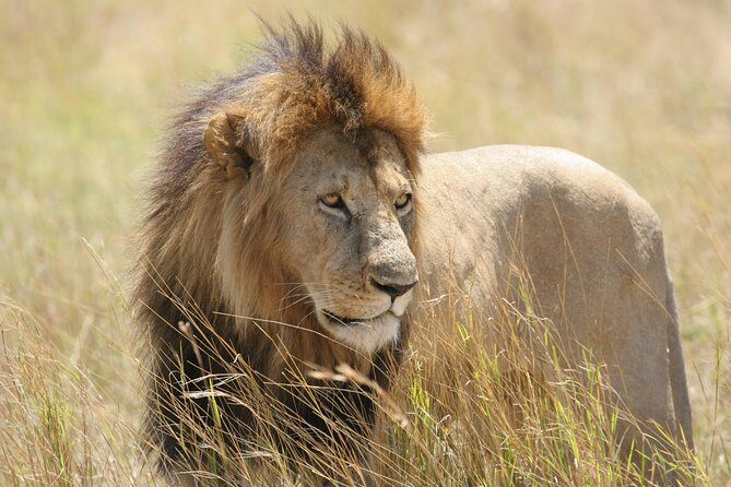Chobe Full Day Safari Trip - The Logistics: Price, Duration, and Practicalities