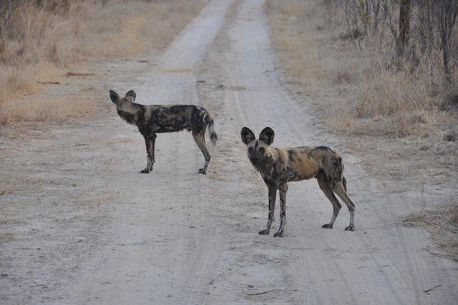 Chobe Full day Safari with Victoria falls Sunrise Tour Combo - An In-Depth Review of the Tour Experience
