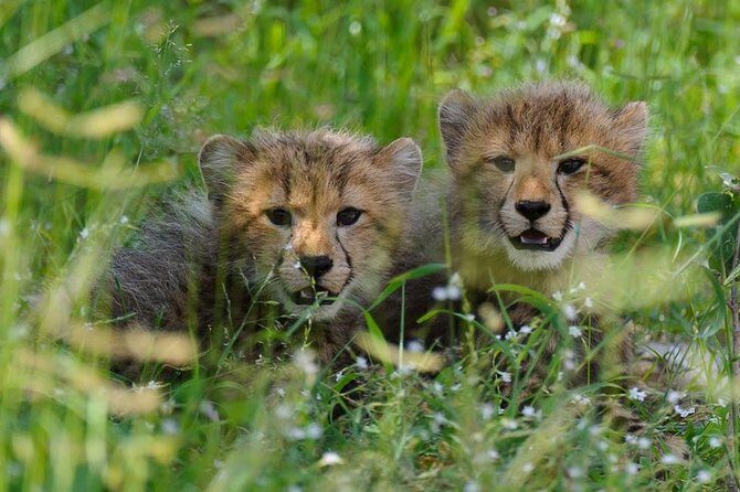 Chobe Full day Safari with Victoria falls Sunrise Tour Combo - FAQ
