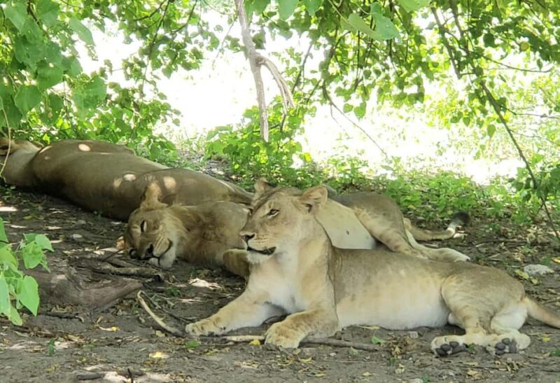 Chobe Full Day Tour - Botswana - Introduction