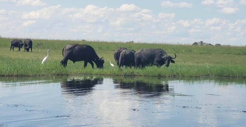 Chobe Full Day Tour - Botswana - What Makes This Tour Stand Out?