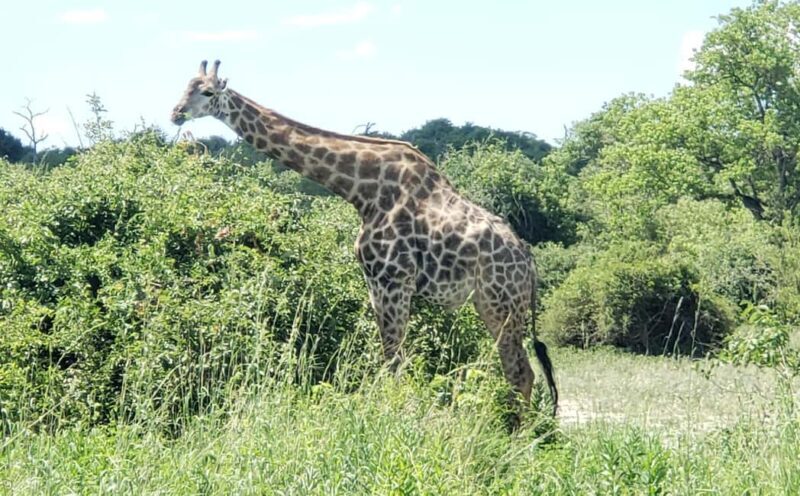 Chobe Full Day Tour - Botswana - Practical Considerations