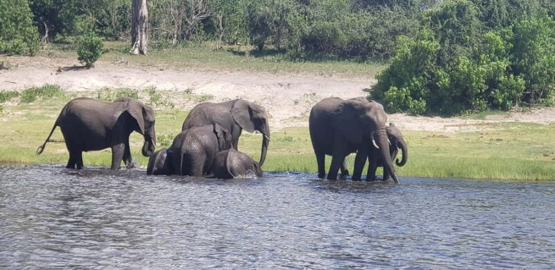 Chobe Full Day Tour - Botswana - FAQs
