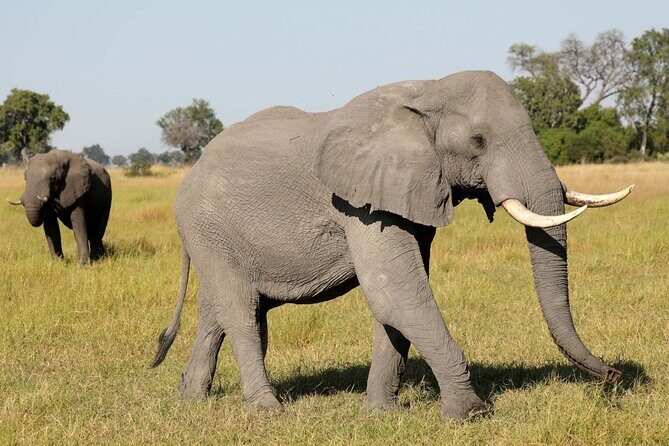 Chobe Full Day Trip - An In-Depth Look at the Chobe Full Day Trip