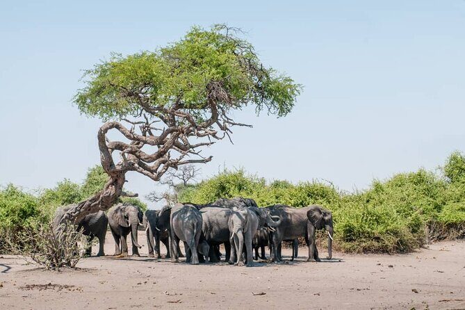 Chobe Full Day Trip - An In-Depth Look at the Chobe Full Day Trip