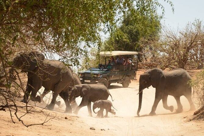 Chobe Full Day Trip - Authentic Wildlife Encounters
