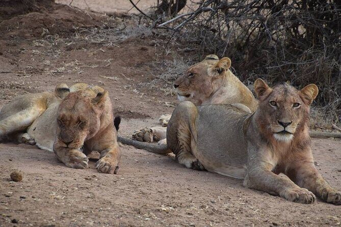 Chobe Full Day Trip - The Real Experience: What Travellers Are Saying