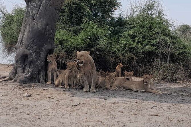 Chobe Full Day Trip - Key Points
