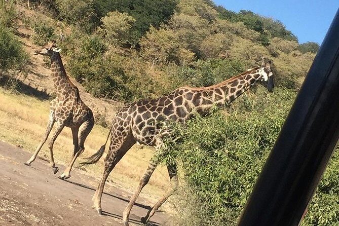 Chobe Full Day Trip - Final Thoughts: Who Should Book This Trip?