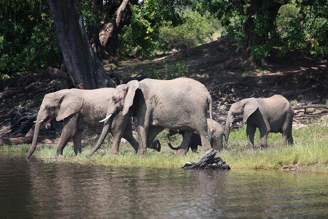 Chobe Full Day Trip - FAQ