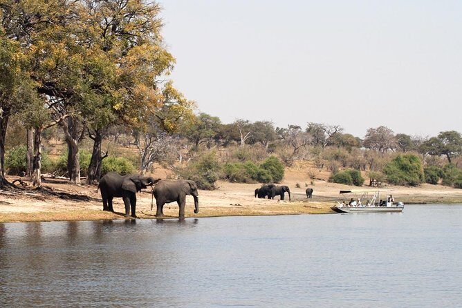 Chobe Full Day Trip - Key Points