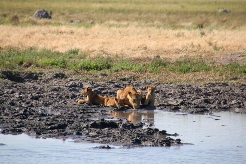 Chobe full day trip - What to Expect: A Deep Dive into the Day