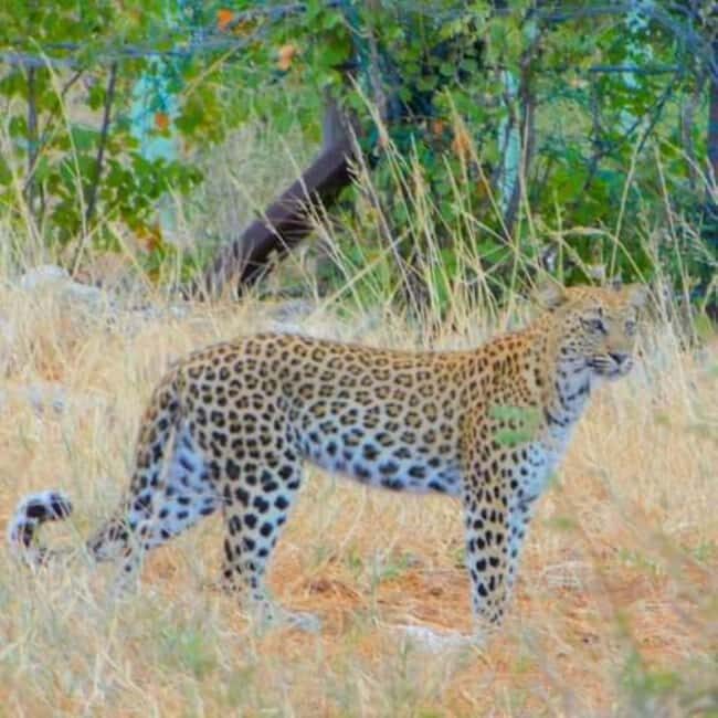 Chobe Full Day Trip - Exploring the Full Day Itinerary  