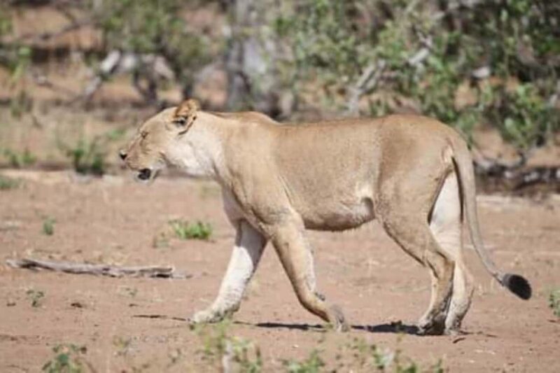 Chobe Full Day Trip - Practical Details and Value  