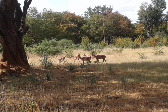 Chobe Full Day Trip - Food and Comfort