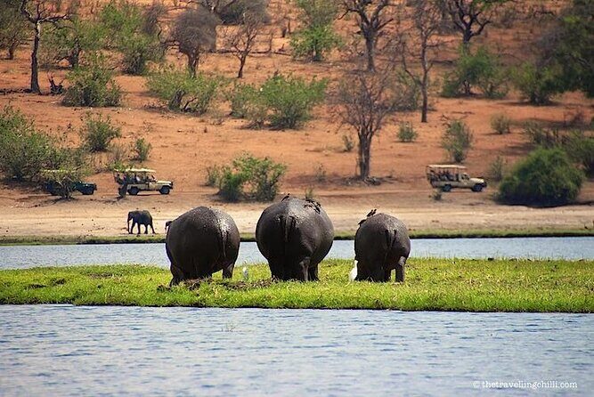 Chobe Full Day Trip - Review Highlights: Pros and Cons