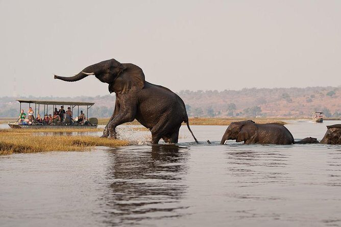 Chobe Full Day Trip From Victoria Falls - FAQs
