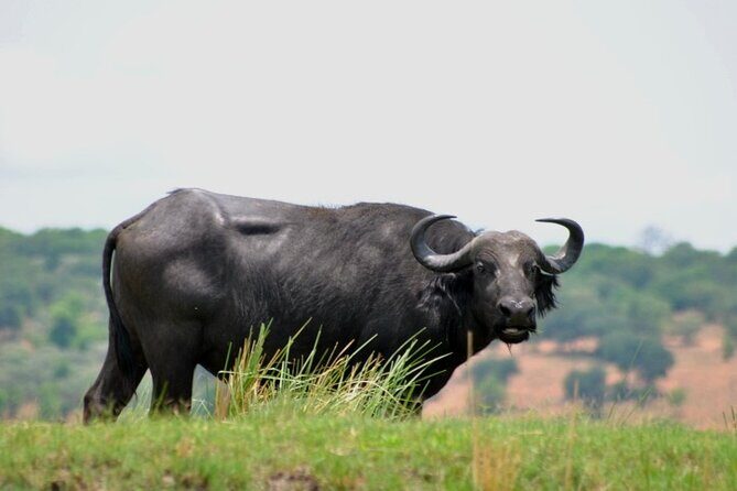 Chobe Full Day Trip From Victoria Falls - Final Thoughts