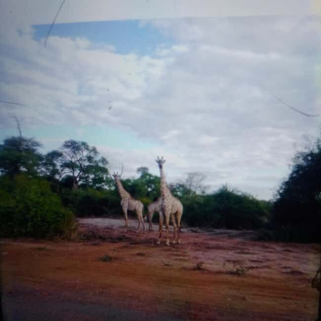 Chobe Half Day Trip from Victoria Falls - An Overview of the Tour Experience