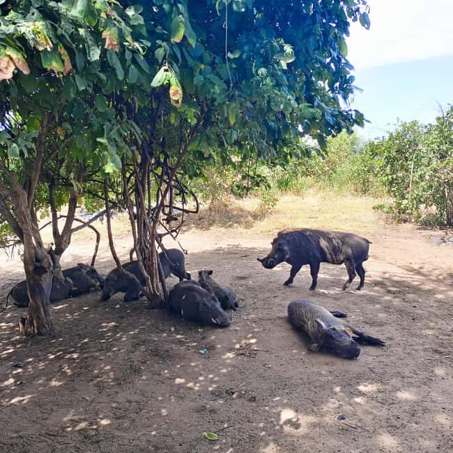 Chobe Half Day Trip from Victoria Falls - The Sum Up