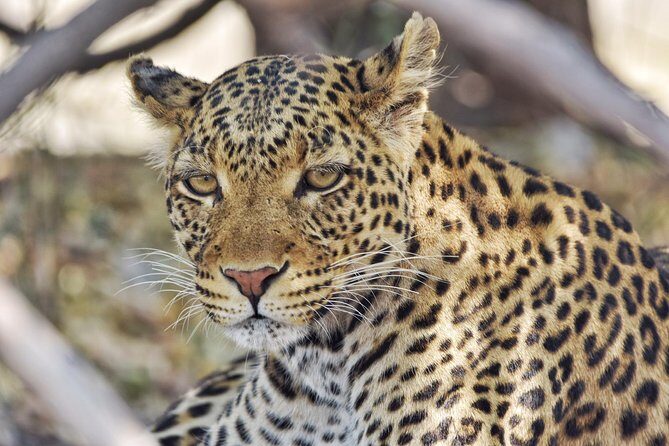 Chobe national park 1 night camping-Botswana - Itinerary Breakdown