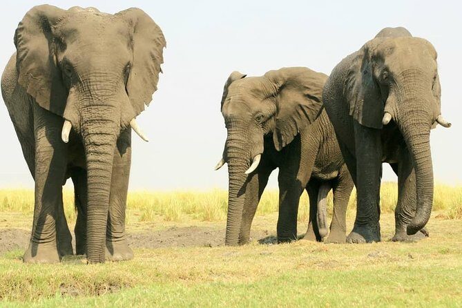 Chobe national park 1 night camping-Botswana - Practical Considerations: Transportation, Timing, and Group Size