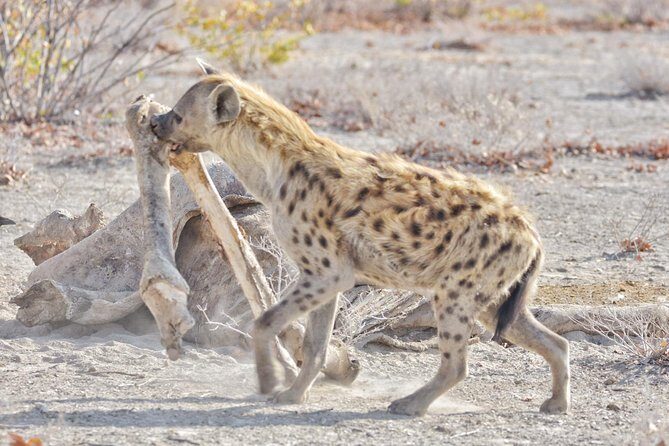 Chobe national park 1 night camping-Botswana - Verdict on Value and Experience