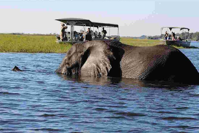 Chobe National Park 4X4 Day Safari and River Cruise - The Experience in Detail