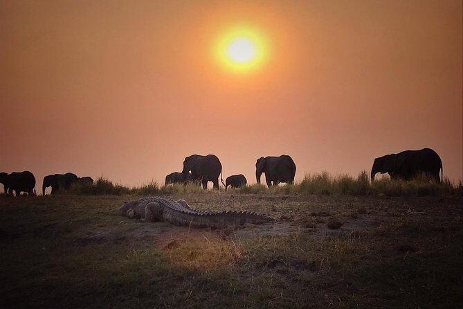 chobe national park 9hr full day game drive - An In-Depth Look at the 9-Hour Full-Day Game Drive