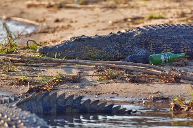 chobe national park 9hr full day game drive - Who Will Love This Tour?