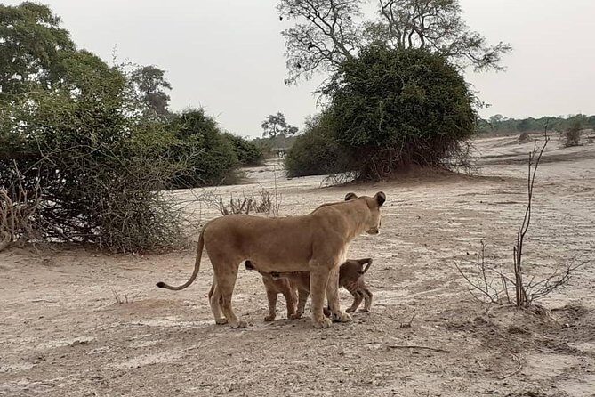 chobe national park 9hr full day game drive - Final Thoughts: Is This the Right Safari for You?
